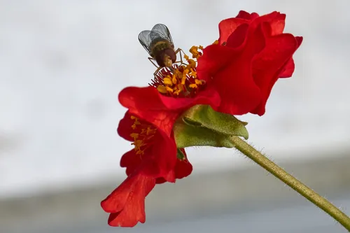 Hoverfly on red flower head on This macro photograph captures a hoverfly positioned head-on as it feeds on the vibrant red petals and yellow stamens of a Geum Mrs Bradshaw flower. Taken in the morning during the summer season, the image highlights the intricate details of both the hover fly and the flower, showcasing the close relationship between insects and plants. The photograph emphasizes the natural beauty of flowers and the important role that hover flies play in pollination, with every element sharply defined and set against a softly blurred background. As a striking example of nature photography, this image offers a focused view into the world of insects and flowering plants, reflecting the delicate interactions that occur in a summer garden.